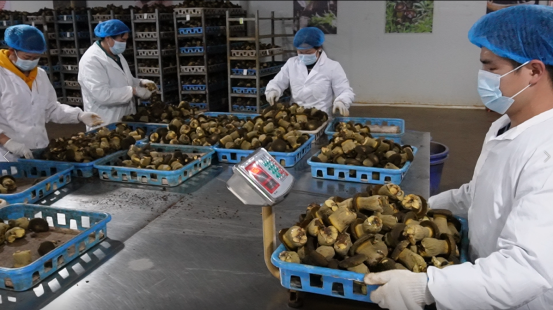 黔西南貞豐 黑牛肝菌工廠化生產基地正式投產，引領食用菌產業創新發展