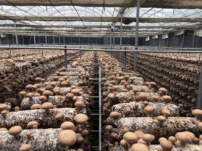 科技助力產(chǎn)業(yè)升級(jí) 國家重點(diǎn)研發(fā)計(jì)劃食用菌項(xiàng)目中期檢查與香菇液體菌種規(guī)模化應(yīng)用現(xiàn)場會(huì)在豫召開