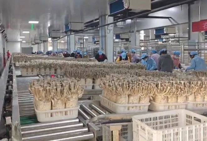 駐馬店農(nóng)加會(huì)企業(yè)推介第二期 優(yōu)質(zhì)品牌齊亮相，共話發(fā)展再啟新篇——聚焦食用菌研發(fā)