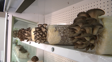 勇闖大上海，永泰人匠心獨(dú)運(yùn)鑄就“菌菇王國”