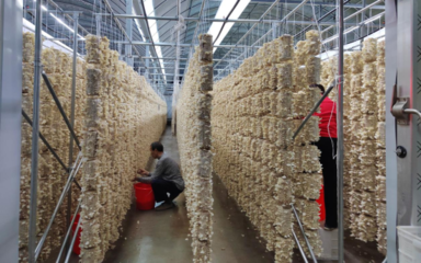 桐城市黃甲鎮(zhèn) 食用菌產(chǎn)業(yè)向優(yōu)向綠向新，科技研發(fā)引領(lǐng)轉(zhuǎn)型升級(jí)