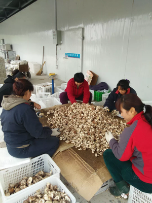 食用菌研發(fā) 科技賦能農(nóng)業(yè)，助力農(nóng)民增收致富