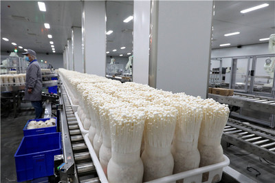 小蘑菇成就大產(chǎn)業(yè) 探訪濟(jì)寧鄒城大束蘑菇小鎮(zhèn)的食用菌研發(fā)之路