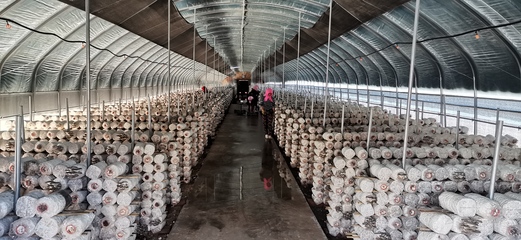 從菌種到市場 同心縣如何打造食用菌產(chǎn)業(yè)致富的閩寧協(xié)作新樣本