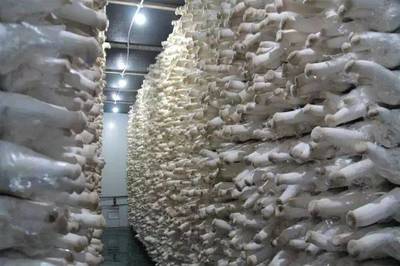 豐縣農(nóng)業(yè)新模式 食用菌研發(fā)引鳳來巢，安徽固鎮(zhèn)縣代表團(tuán)考察取經(jīng)