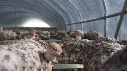 重慶市城口縣 科技引領(lǐng)，多措并舉，扎實(shí)推動(dòng)食用菌產(chǎn)業(yè)提質(zhì)增效