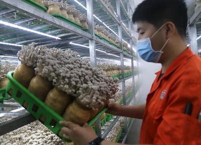 河北臨西 食用菌研發(fā)領(lǐng)跑現(xiàn)代農(nóng)業(yè)“加速度”